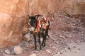 E-PET-54