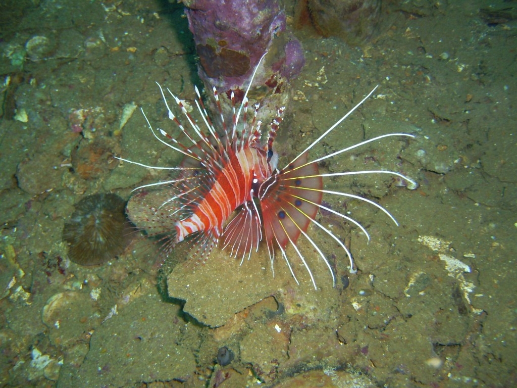 Bali07.jpg