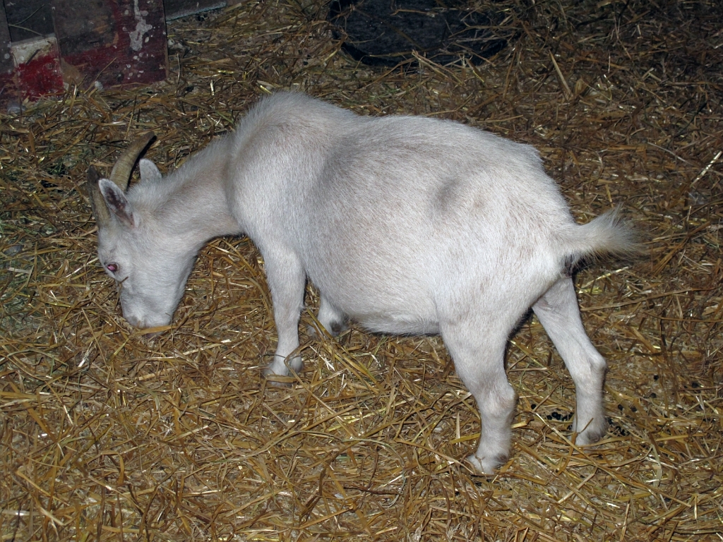 878-amish.JPG
